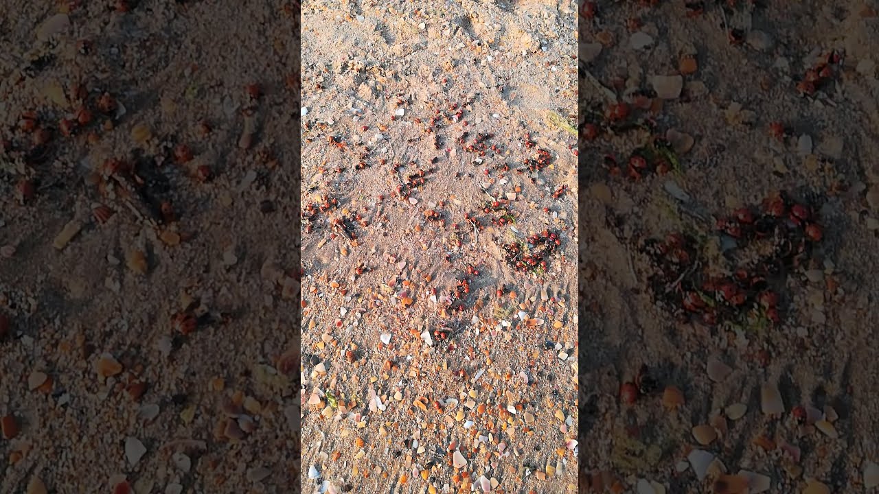 Божьи коровки в анапе 2021 на пляже Божьи коровки в анапе 2021 на пляже